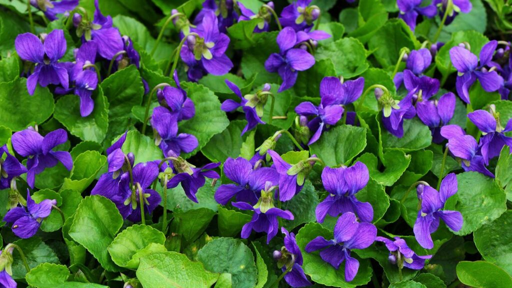 Benefits of Sweet Violet Supplements