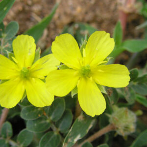 Comprehensive Guide to the Benefits of Tribulus Supplements