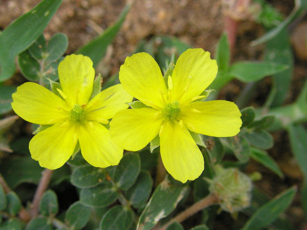 Comprehensive Guide to the Benefits of Tribulus Supplements