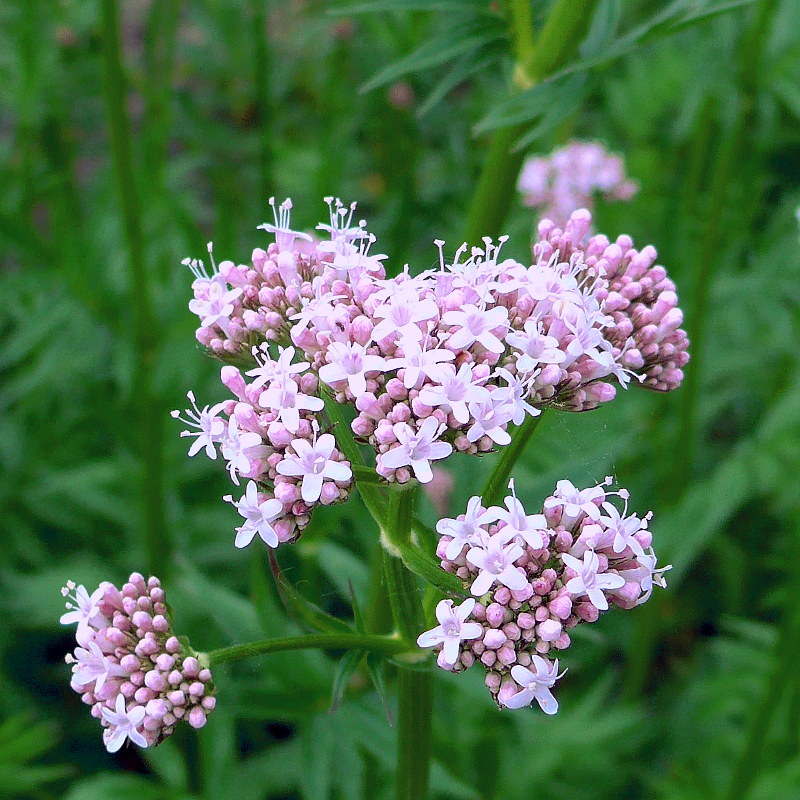 The Comprehensive Guide to the Benefits of Valerian Supplements