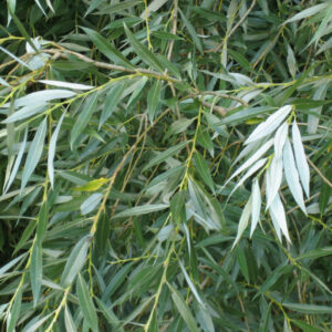 The Comprehensive Guide to the Benefits of Whitewillow Supplements