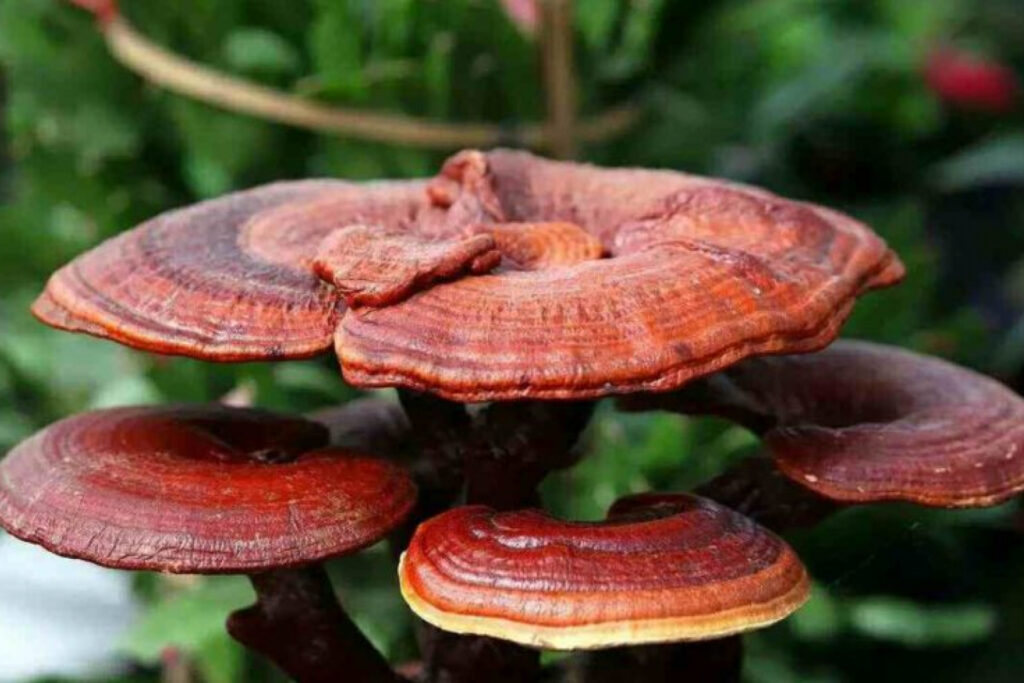 Comprehensive Guide to the Benefits of Reishi Functional Mushrooms