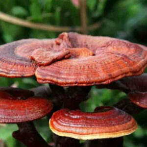 Comprehensive Guide to the Benefits of Reishi Functional Mushrooms